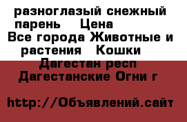 разноглазый снежный парень. › Цена ­ 10 000 - Все города Животные и растения » Кошки   . Дагестан респ.,Дагестанские Огни г.